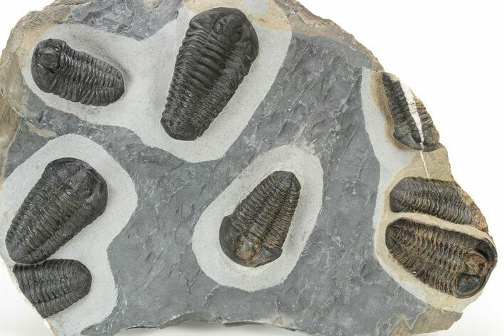 Cluster Of Large, Black Shelled Calymene Trilobites - Morocco #240923
